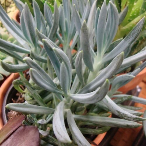 SENECIO VITALIS BLUE – PLANT