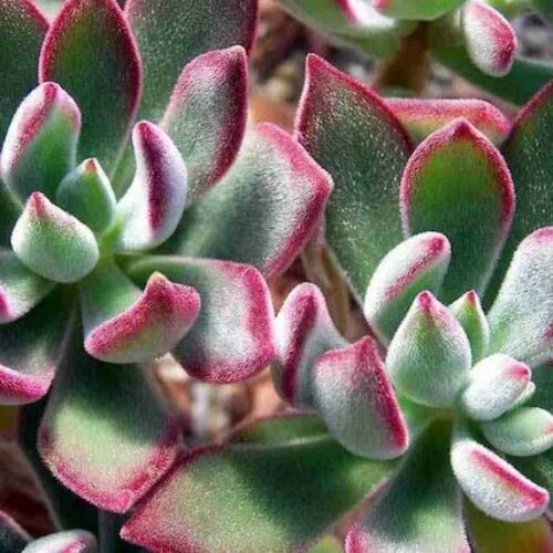 Echeveria Harmsii Plush Plant