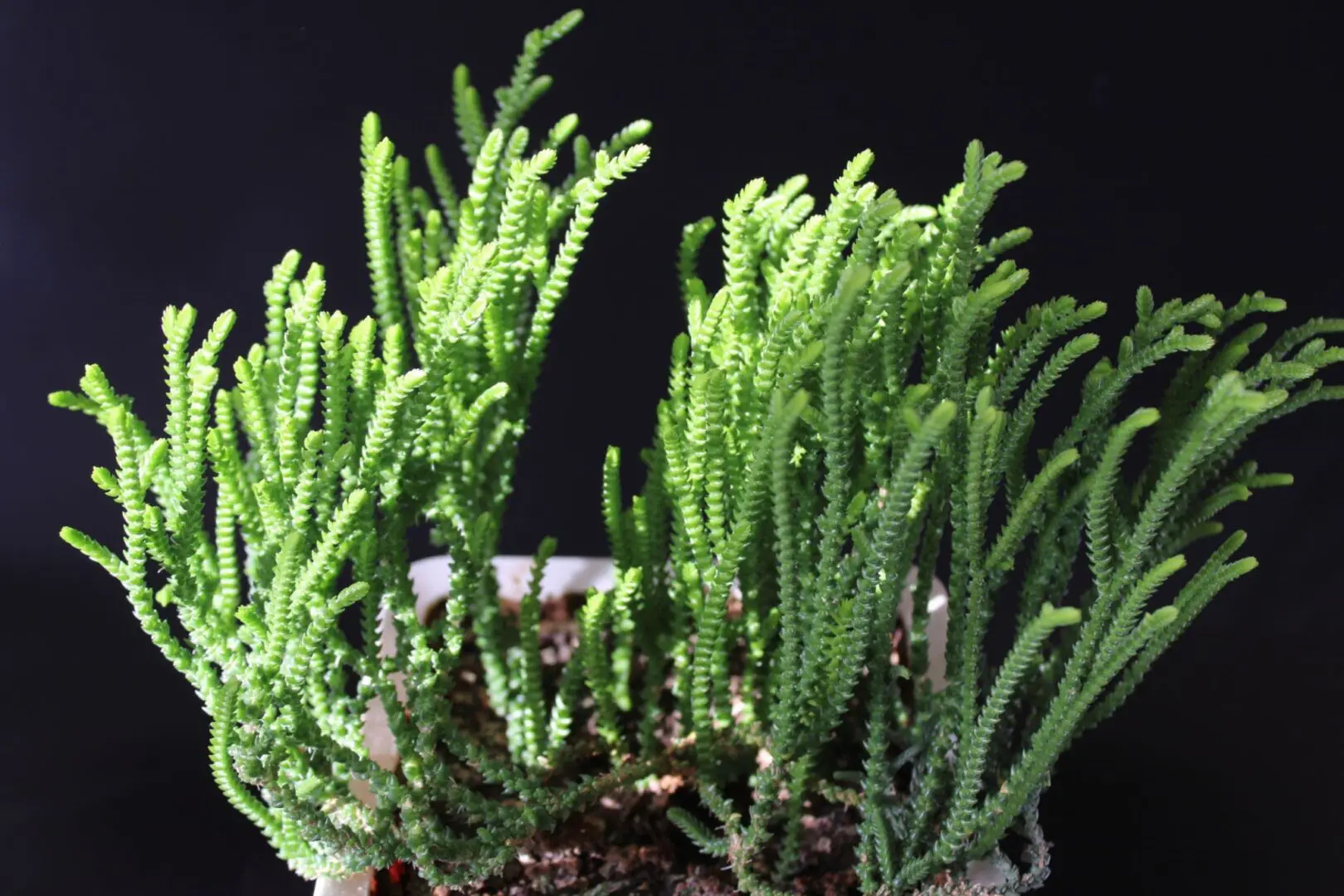 Rattial crasula - Image 3