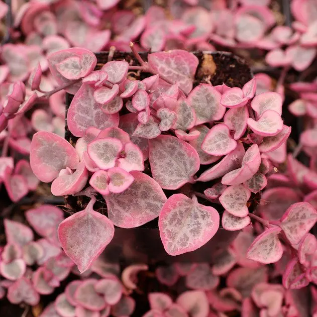 Ceropegia Woodii Variegated Chain of Hearts - Image 9