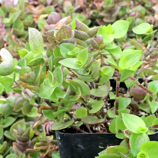 Callisia Repens - Turtle Vine
