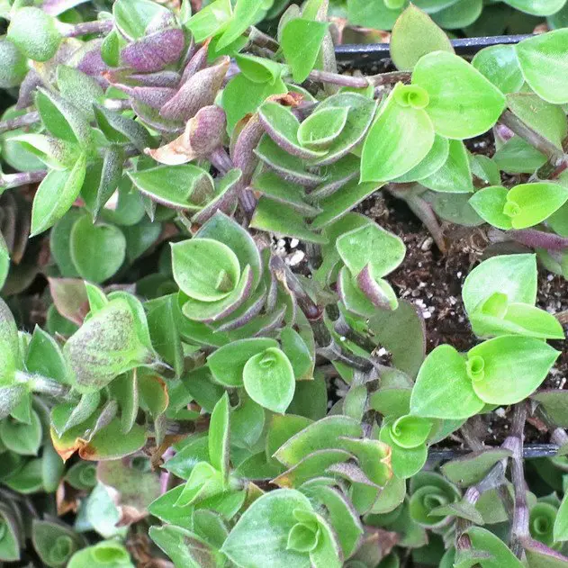 Callisia Repens - Turtle Vine - Image 2
