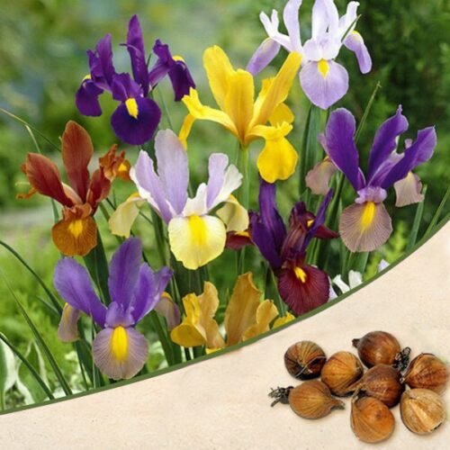 Iris (Random Color) – Bulbs (set of 3)