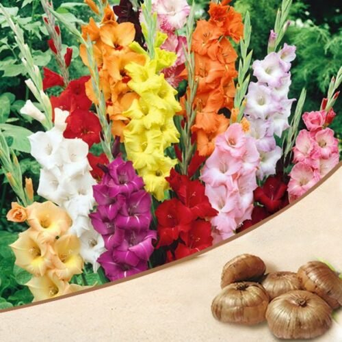 Gladiolus (Random color) – Bulbs (set of 10)