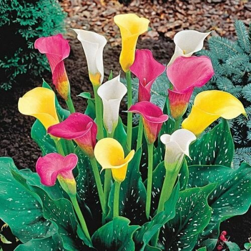 Calla Lily (Random Color) – Bulbs(set of 2)