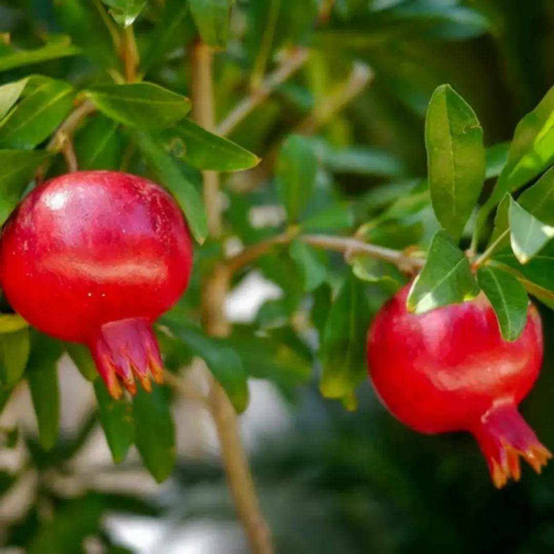 Fruit Plants