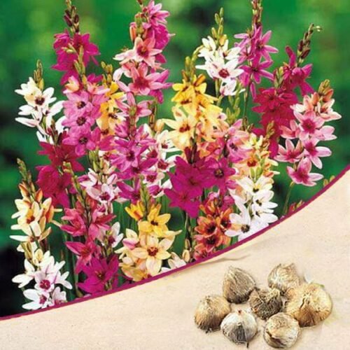 Ixia (Random Color) – Bulbs (pack of 3)