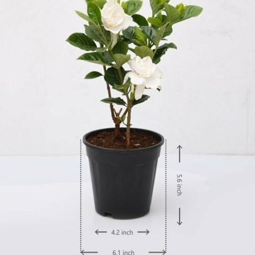 Gardenia, Ananta – Plant