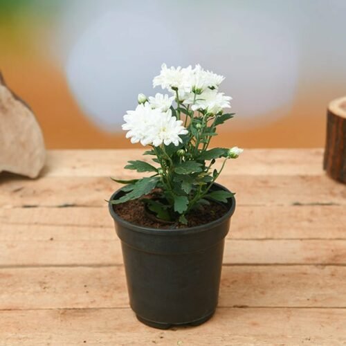 Shevanti, Chrysanthemum (White) – Plant