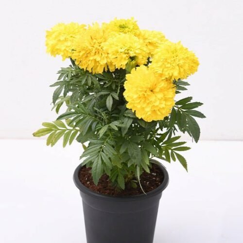 African Marigold (Yellow) – Plant