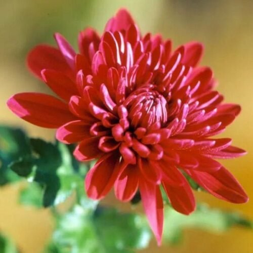 Shevanti, Chrysanthemum (Red) – Plant