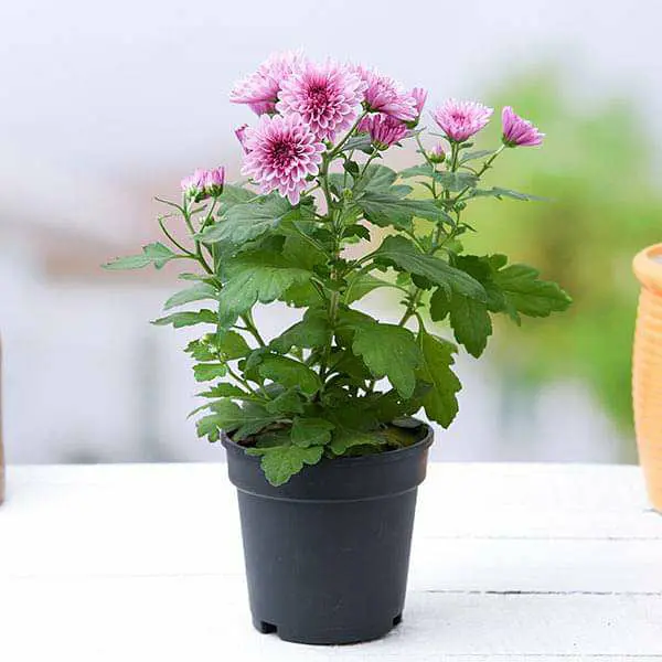 Shevanti, Chrysanthemum (Wine Color) - Plant - Image 2
