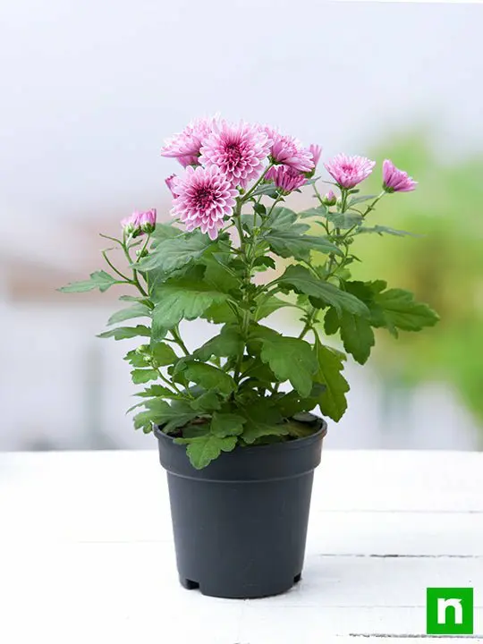 Shevanti, Chrysanthemum (Wine Color) - Plant - Image 4
