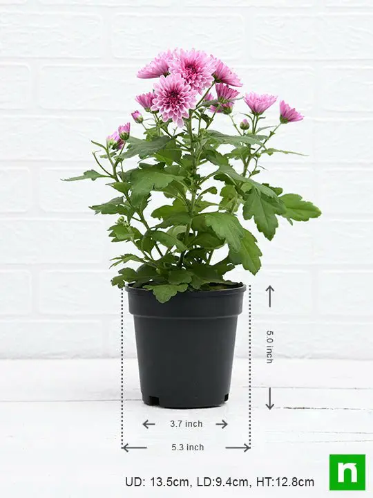 Shevanti, Chrysanthemum (Wine Color) - Plant