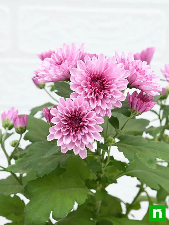 Shevanti, Chrysanthemum (Wine Color) - Plant - Image 3