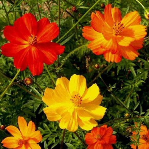 Cosmos Bright Light Mixed Color – Flower Seeds