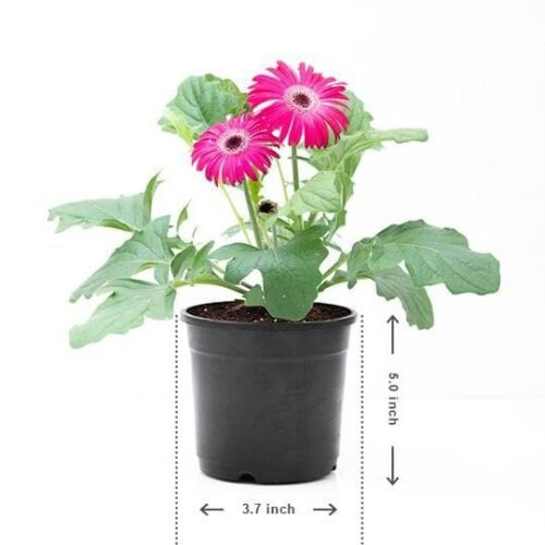 Gerbera (Any Color) – Plant