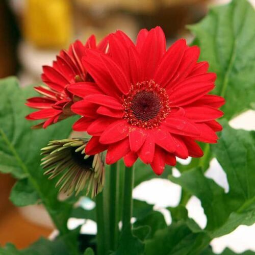 Gerbera (Red) – Plant