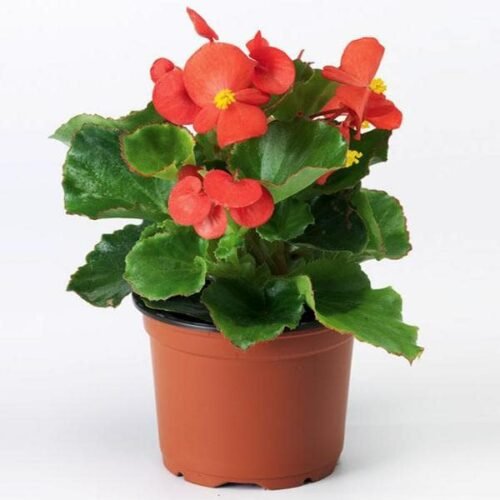 Begonia (Red) – Plant