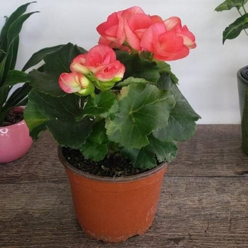 Begonia (Pink) – Plant