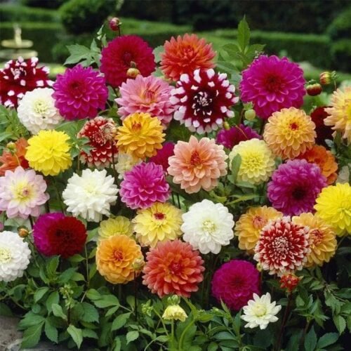 Dahlia (Mix Color) – Bulbs (set of 10)