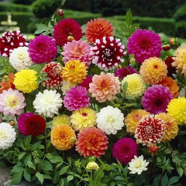 Dahlia (Mix Color) - Bulbs (set of 10)