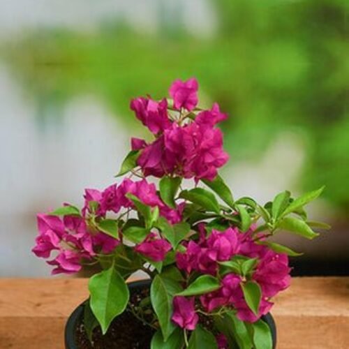 Bougainvillea (Pink) – Plant