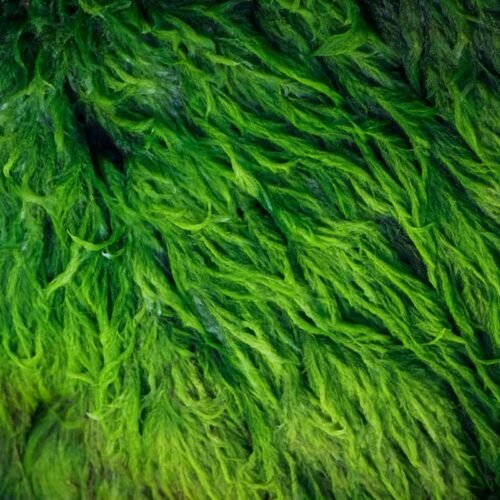 Fresh water weed (500gm)