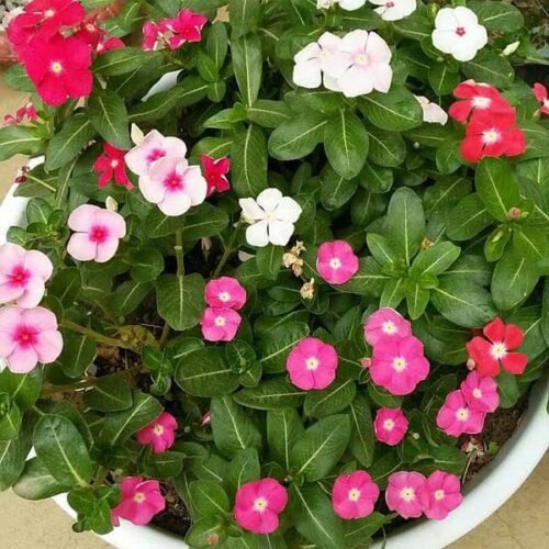 Vinca, Catharanthus roseus (Any Color) – Plant