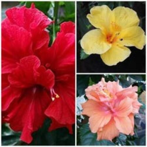 Hibiscus (Pack of 3) – Plant