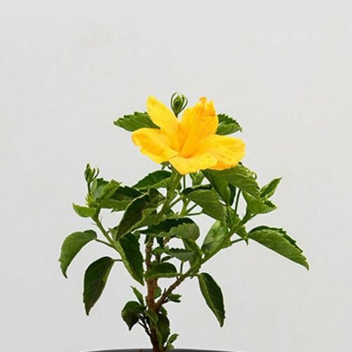 Hibiscus, Gudhal Flower (Yellow) – Plant