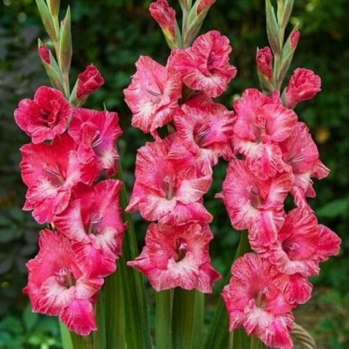 Gladiolus American Beauty (baby pink) – Bulbs (set of 10)