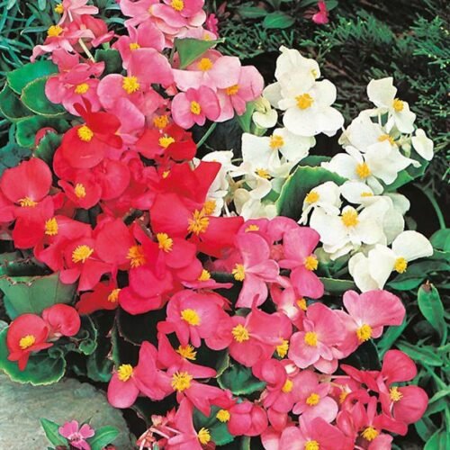 Begonia (Mix Colors) – Bulbs (set of 5)