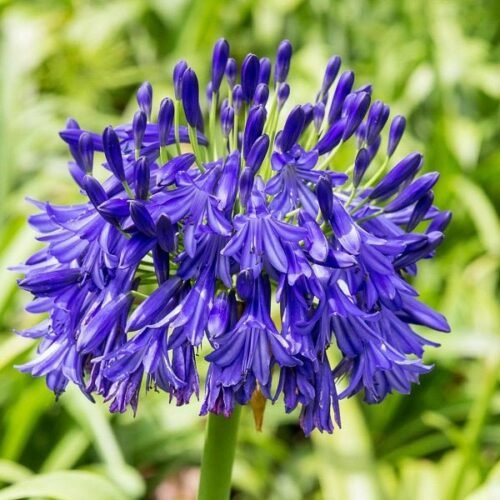 Agapanthus (Blue) – Bulbs (set of 5