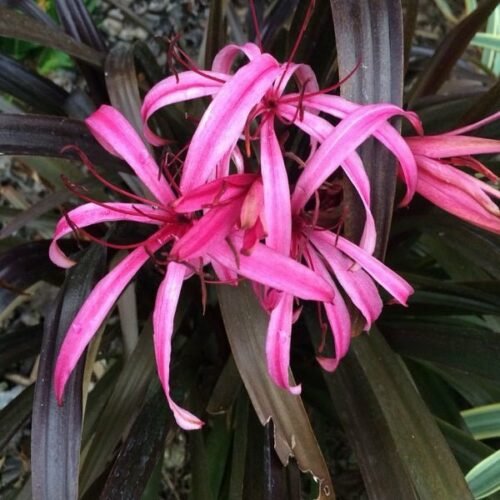 Crinum Lily (Pink) – Bulbs (set of 5)