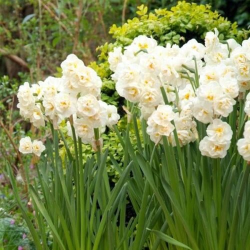 Daffodil Bridal Crown (White) – Bulbs (set of 5)