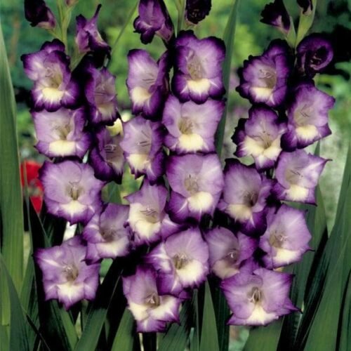 Gladiolus King Lynn (Violet, White) – Bulbs (set of 10)