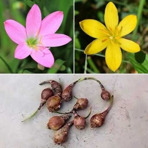 Zingy Zephyranthes Lily – 30 Bulbs Pack