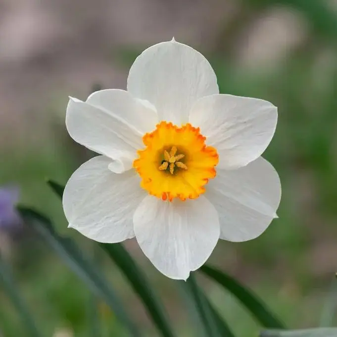 Daffodil Cool Flame (White, Yellow) - Bulbs 3pcs