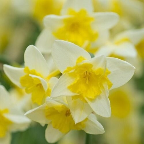 Daffodil Prom Dance (Cream) – Bulbs