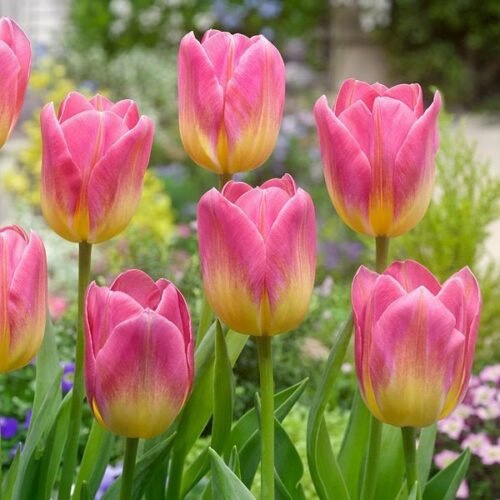 Tulip Tom Pouse (Pink, Yellow) – Bulbs