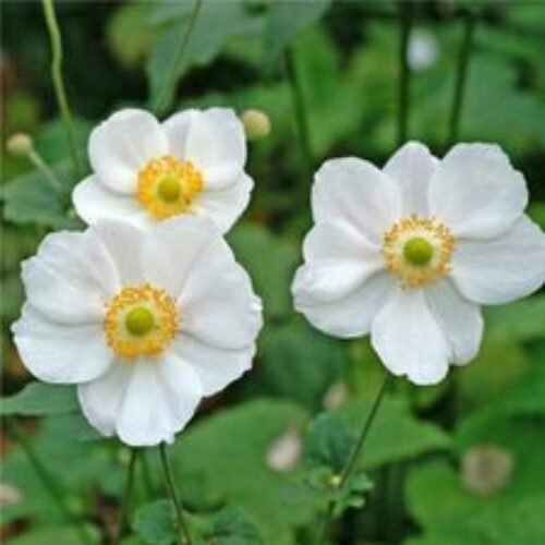 Anemone Coronaria Bride (White) – Bulbs 3pcs