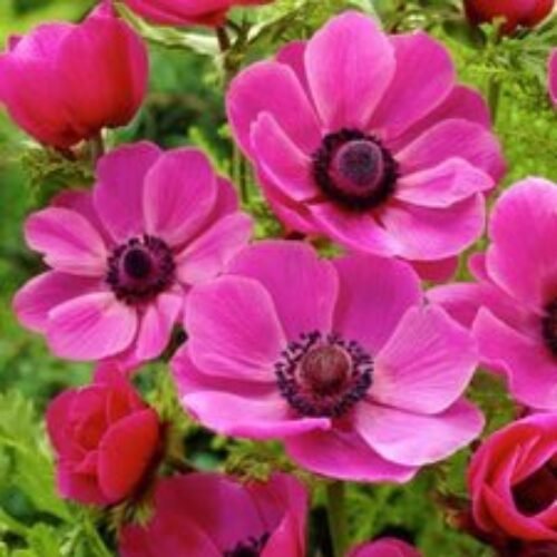 Anemone Coronaria Sylphide (Pink) – Bulbs 3pcs