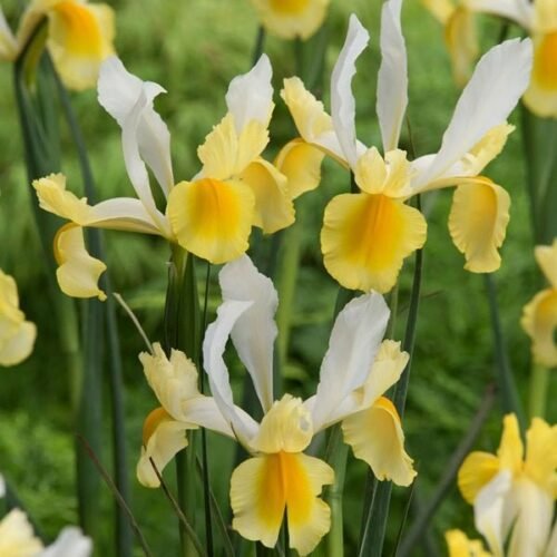 Iris Montecito (Yellow, White) – Bulbs 3pcs