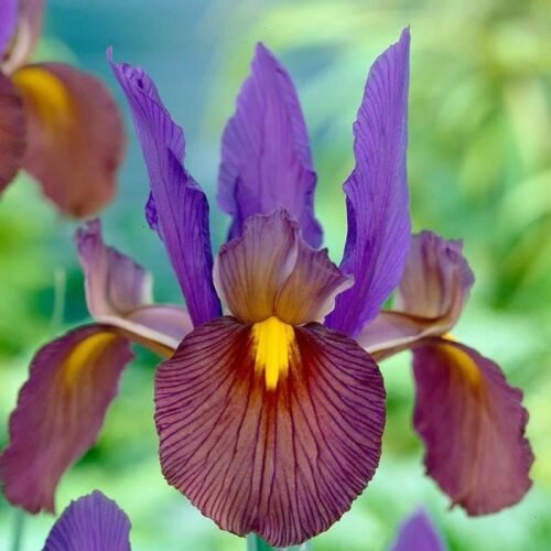 Iris Tigereye (Purple) – Bulbs 3pcs