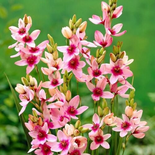 Ixia Giant (Pink) – Bulbs 3pcs