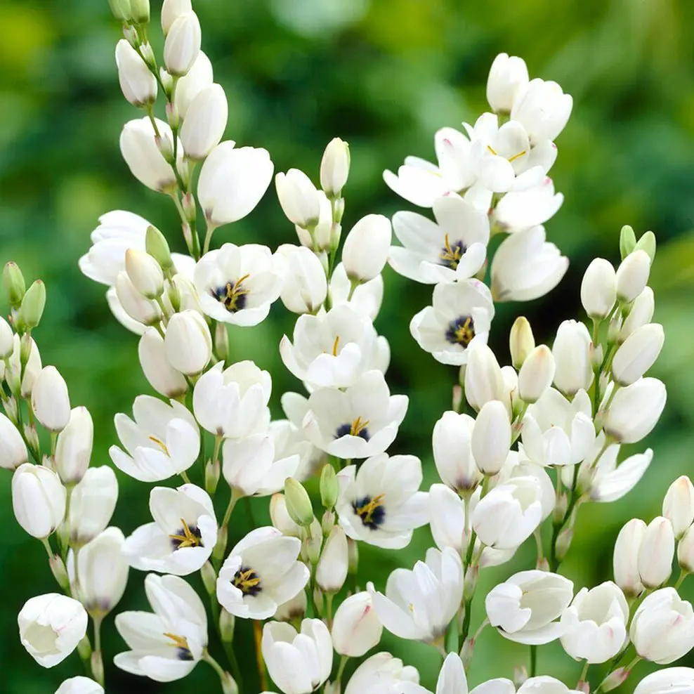 Ixia Mabel (White) - Bulbs 3pcs