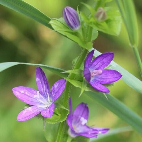 Ixia Venus (Purple) – Bulbs 3pcs