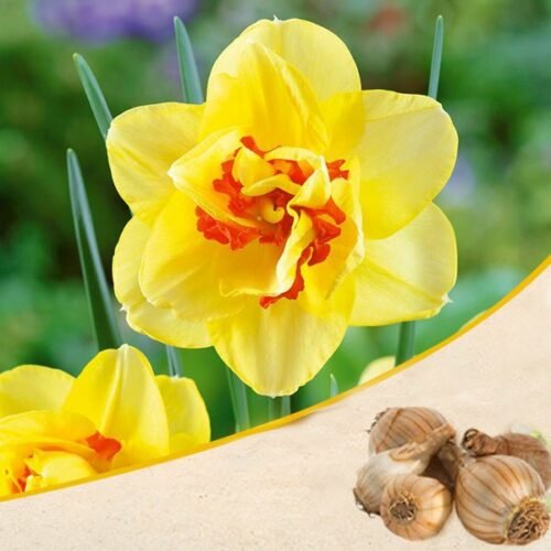 Daffodil Tahiti (Yellow, Orange) – Bulbs 3pcs