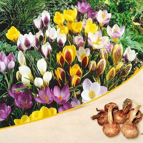 Crocus (Random Color) – Bulbs 3pcs